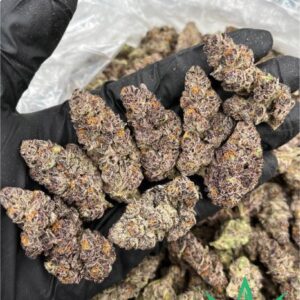 Buy Purple Kush